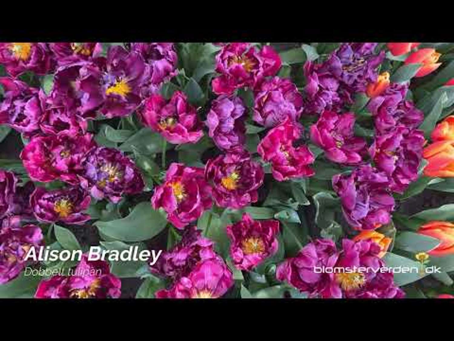 Tulip 'Alison Bradley'